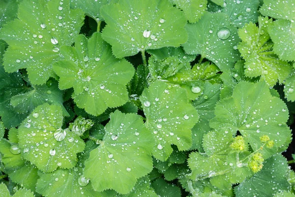 common lady\'s mantle plant growing with rain drops in organic garden