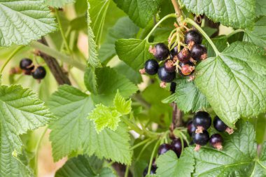 Organik blackcurrants siyah frenküzümü fidanları üzerinde büyüyen closeup
