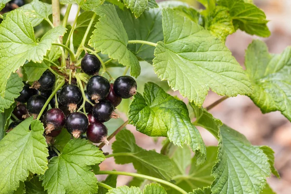 Closeup Ripe Black Currants Blackcurrant Bush — Stock Photo, Image