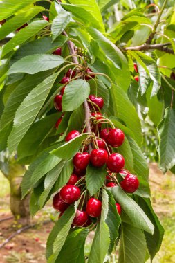 kiraz ağacı dalı olgun sulu kiraz ile closeup 