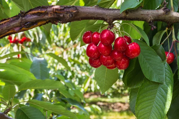 Bouquet Cerises Rouges Mûres Sur Branche Cerisier Dans Verger Cerisiers — Photo