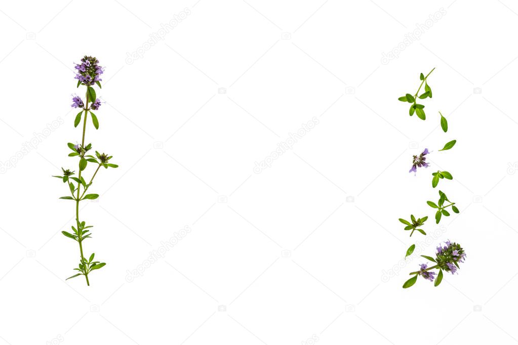 isolated fresh thyme leaves and flowers on white background with copy space in middle