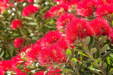 bloom koyu kırmızı çiçeklerle Pohutukawa ağacının ayrıntı