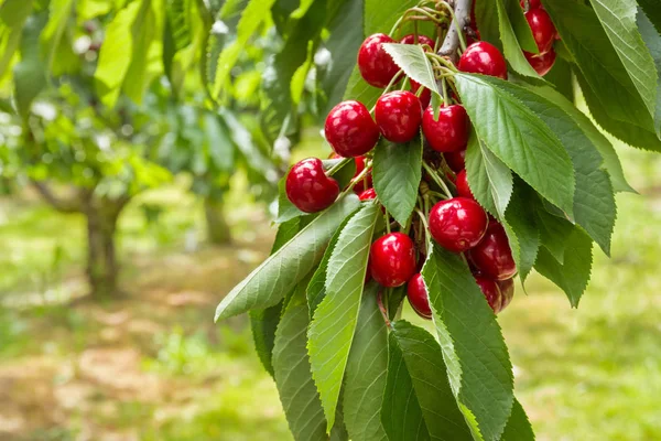 Cerisier Aux Cerises Rouges Mûres Fond Flou — Photo