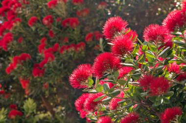 Pohutukawa ağaç çiçek çiçek - Yeni Zelanda Noel ağacı Kızıl