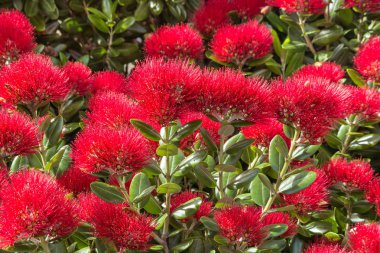 closeup of New Zealand Christmas tree red flowers in bloom clipart