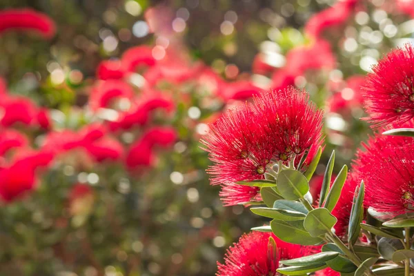 Pohutukawa Nový Zéland Květiny Vánoční Strom Květu — Stock fotografie