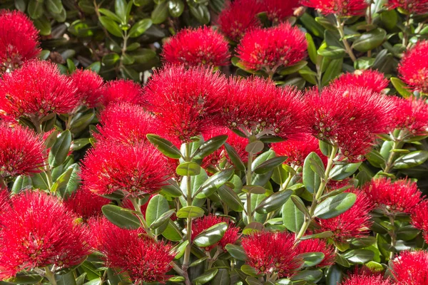 Zbliżenie Nowozelandzki Czerwony Drzewko Kwiatów Rozkwicie — Zdjęcie stockowe