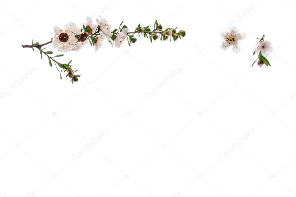 white manuka tree flowers on white background with copy space below