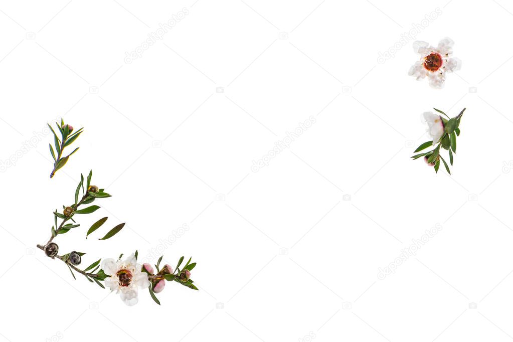 closeup of isolated white manuka flowers with copy space in middle