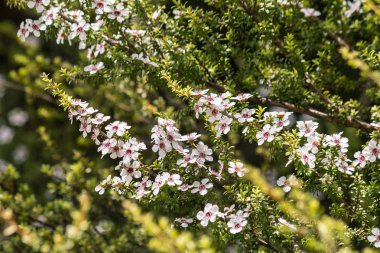 ormandaki manuka Bush Beyaz manuka çiçekleri