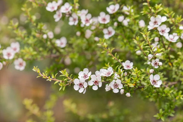 Isolato Bianco Manuka Albero Fiori Fiore Con Sfondo Sfocato — Foto Stock