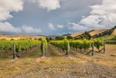 dramatik gökyüzü günbatımı üzerinde bağ manzara Marlborough, Yeni Zelanda