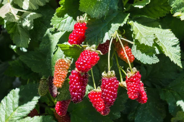 Çilekler bush vişneli olgunlaşma demet