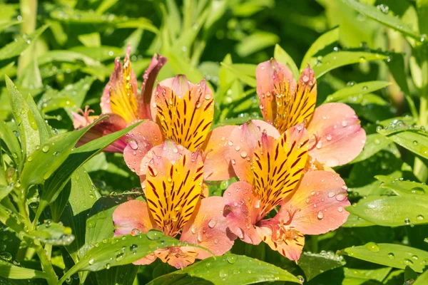 Primer Plano Flores Alstromeria Naranja Flor Con Gotas Lluvia —  Fotos de Stock