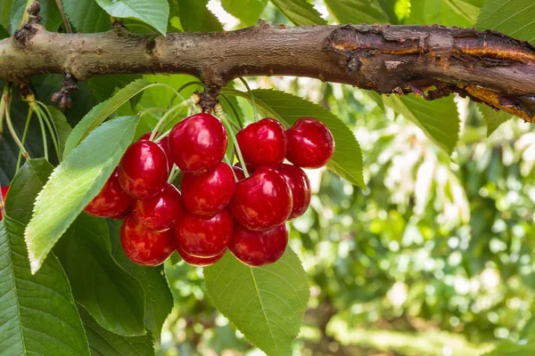 Monte Cerejas Maduras Árvore Cereja Com Espaço Cópia — Fotografia de Stock