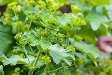 close up of Alchemilla vulgaris - lady's mantle plant with flowers in bloom clipart