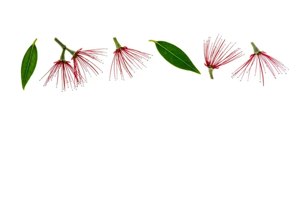 Flores Árbol Navidad Nueva Zelanda Aisladas Sobre Fondo Blanco Con —  Fotos de Stock