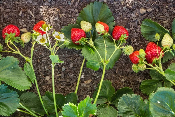 Closeup Garden Strawberries Ripening Organic Garden — Stock Photo, Image