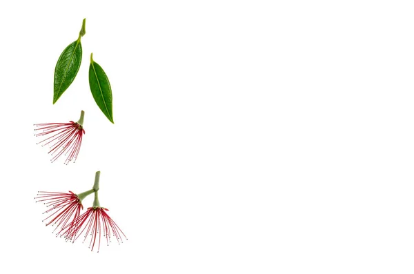 Elszigetelt Piros Pohutukawa Virágok Levelek Másol Hely Jobb — Stock Fotó