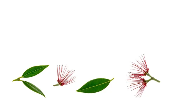 Pohutukawa Virágok Levelek Elszigetelt Fehér Háttér Másolás Tárolótér — Stock Fotó