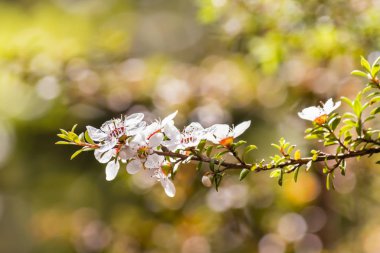 izole vahşi manuka ağaç çiçek çiçek ile arka plan bulanık