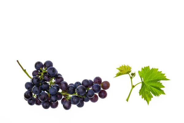 一串黑比诺葡萄与叶子隔离在白色背景 — 图库照片