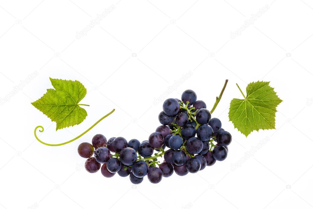 bunch of Pinot Noir grapes with leaves isolated on white background