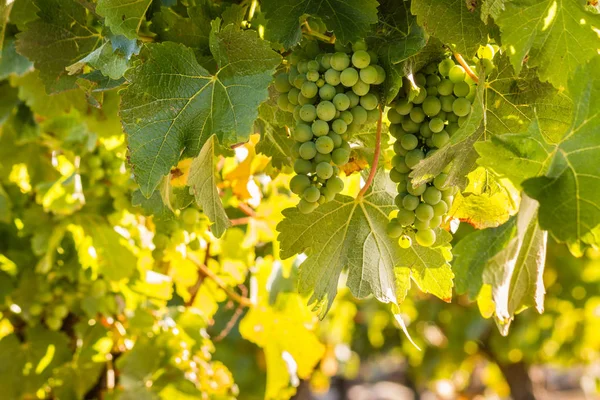 Closeup Cachos Uvas Brancas Amadurecendo Videira Vinha — Fotografia de Stock