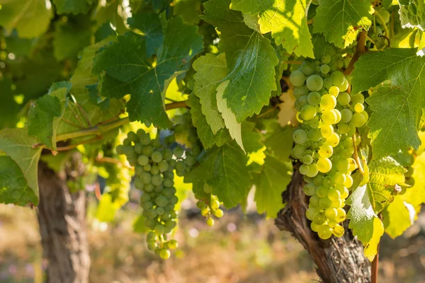 Podświetlany Kiście Winogron Sauvignon Blanc Winnicy — Zdjęcie stockowe