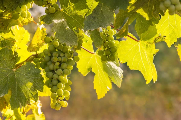 Τσαμπί Σταφύλια Sauvignon Blanc Ωρίμανσης Στον Αμπελώνα — Φωτογραφία Αρχείου