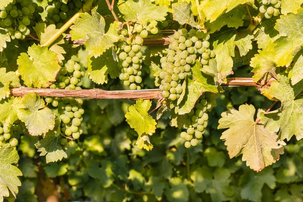 Detailní Záběr Zralé Hrozny Sauvignon Blanc Pěstování Ekologickém Vinohradnictví — Stock fotografie