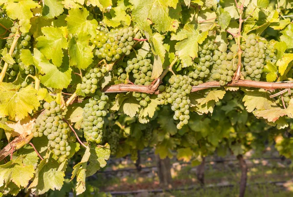 Sauvignon Blanc Druvor Mognar Vinranka Vingård Med Kopia Utrymmet Nedan — Stockfoto