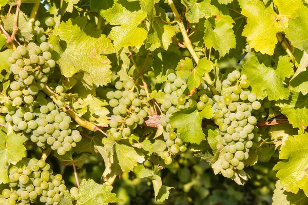 Close Uvas Mascate Maduras Que Crescem Vinha Vinha — Fotografia de Stock