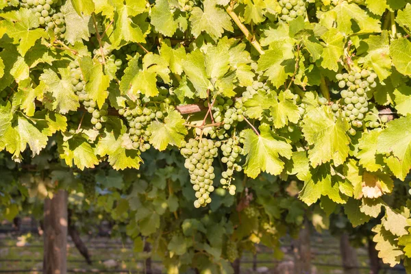 Dojrzałych Winogron Chardonnay Winorośli Winnicy Czasie Żniw — Zdjęcie stockowe