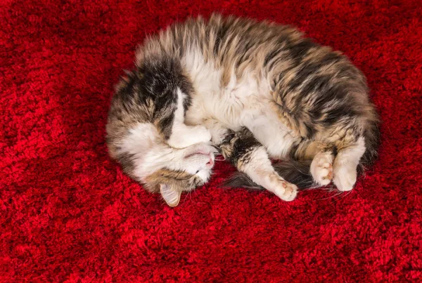 Tabby Cat Resting Red Carpet Copy Space — Stock Photo, Image