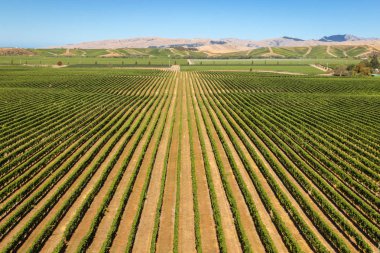 asma üzüm bağları bölgedeki Marlborough, Yeni Zelanda büyüyen satır havadan görünümü