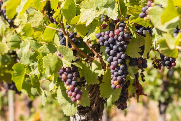 Närbild Röda Druvor Mognar Vinstockar Ekologisk Vingård Vid Skörd — Stockfoto