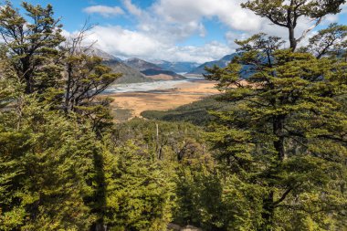 Southern Beech forest in Arthur's Pass National Park, Southern Alps, New Zealand clipart