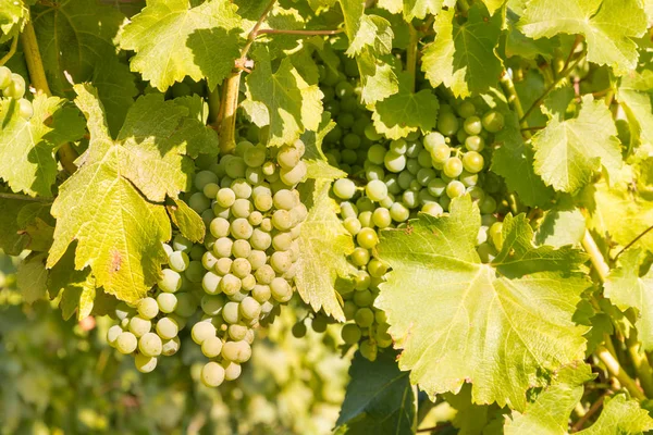 Racimos Uvas Blancas Que Maduran Vid Viñedo — Foto de Stock