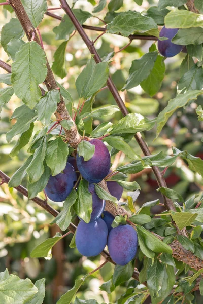 closeup of prune plums on a branch of plum tree