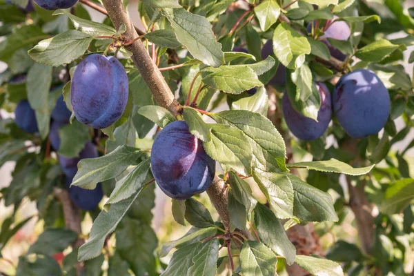 ripe prune plums on a plum tree branch