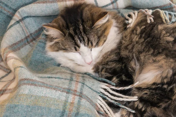 closeup of tabby tomcat resting curled up in blue tartan wool blanket