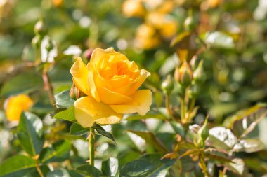 bulanık arka plan ile bahçede büyüyen sarı gül çiçek kafası yakın çekim