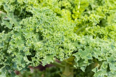 organik sebze bahçe büyüyen kıvırcık lahana