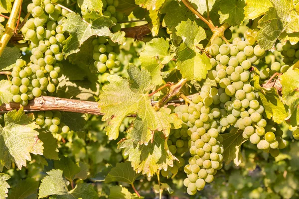 Szczegółowo Dojrzałych Białych Winogron Riesling Winorośli — Zdjęcie stockowe
