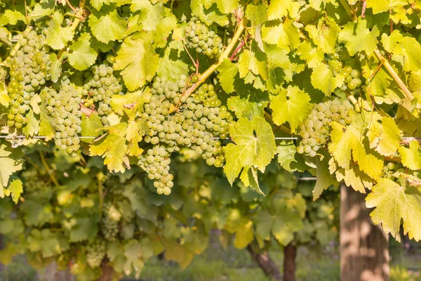 Zbliżenie Dojrzałe Białych Winogron Riesling Winorośli Winnicy Czasie Żniw — Zdjęcie stockowe