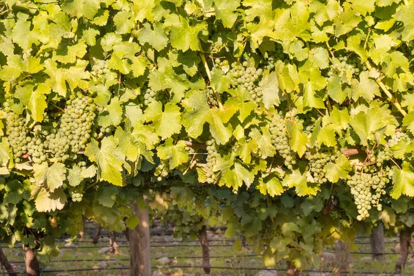 Cachos Uvas Maduras Sauvignon Blanc Com Folhas Vinha Vinha Época — Fotografia de Stock