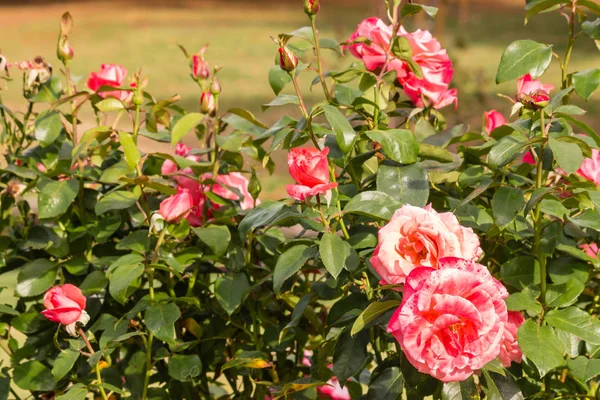 Cama Rosas Rosadas Jardín Flor Con Fondo Borroso — Foto de Stock