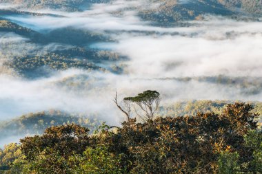 tropikal yağmur ormanları içinde Tamborine Milli Parkı, Queensland, Avustralya